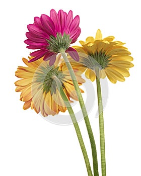 Barberton daisy flower, Gerbera jamesonii, isolated on white background, with clipping path
