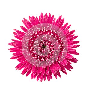 Barberton daisy, Gerbera daisy flower isolated on White Background