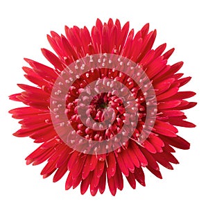 Barberton daisy, Gerbera daisy flower isolated on White Background