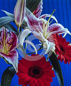 Barberton daisy,Gerbera jamesonii