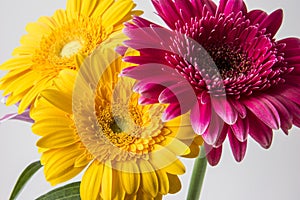 Barberton daisy (Gerbera jamesonii)