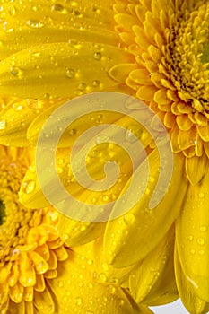 Barberton daisy (Gerbera jamesonii)