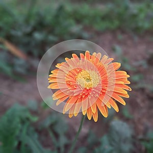 Barberton daisy - Gerbera jamesonii