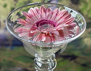 Barberton daisy(Gerbera jamesonii)