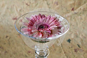 Barberton daisy(Gerbera jamesonii)