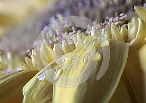 Barberton daisy,Gerbera jamesonii