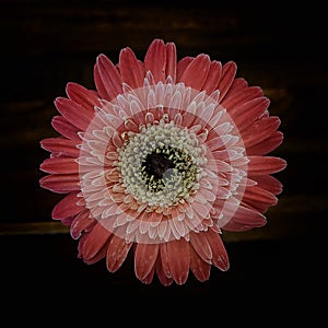 Barberton daisy (Gerbera jamesonii) in focus on a single black background