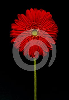 Barberton daisy(Gerbera jamesonii) photo