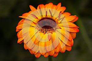 Barberton daisy, Gerbera jamesonii photo