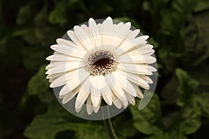 Barberton daisy, Gerbera jamesonii photo