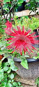 Barberton Daisy Transvaal Daisy flower red