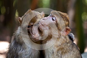 Barbery apes love photo