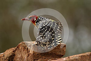 Barbet photo