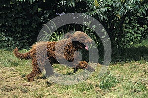 Barbet Dog, French Water Dog photo