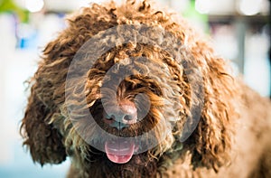 Barbet dog looking at camera photo