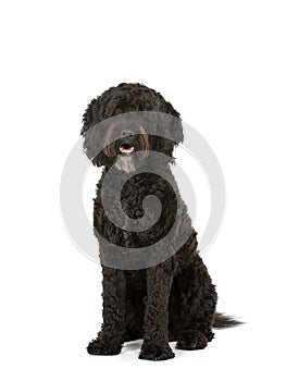 Barbet dog portrait isolated on white. photo