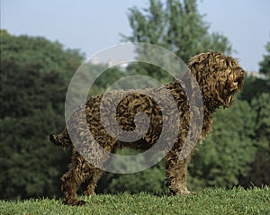 Barbet Dog standing on Grass photo