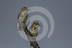Barbet lookout on a branch
