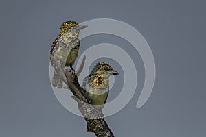 Barbet lookout on a branch photo