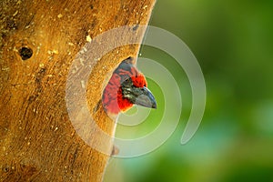 Barbet on the nest. Red head bird in tree nesting hole, animal behaviour in the forest nature. Black-collared barbet, Lybius torqu