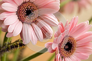 Barbeton Daisy Gerbera Flower