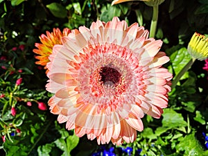 Barbeton daisy: a species of African daisies, its botanical name is Gerbera jamesonii.