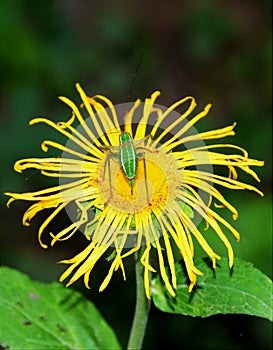 A Barbitistes fischeri bug on a flower