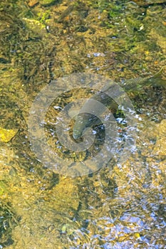 Barbo fish swimming and looking for food brought by the current of the clear water river, overhead view