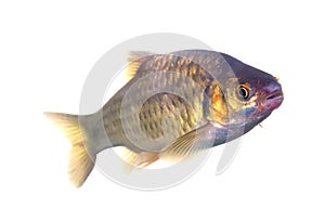 Barbodes gonionotus or Silver barb fish