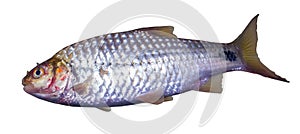 Barbodes gonionotus or Silver barb fish