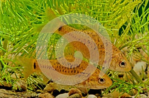 Barbodes semifasciolatus