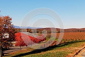 Barboursville Vineyards in the fall