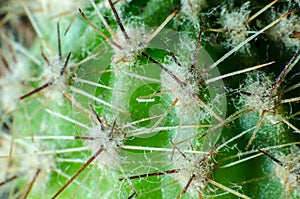 Barbs of green cactus in macro for the whole frame