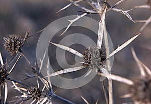 Barbs on grey background