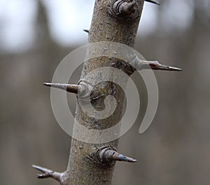 Barbs on a tree