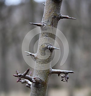 Barbs on a tree