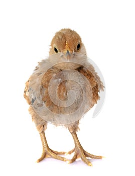 Barbu d`Anvers chick