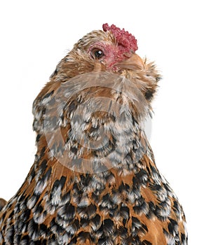 Barbu d`Anvers in studio