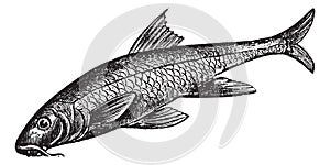 Barbus barbus or Common Barbel. Vintage engraving