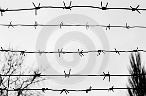 Barbwire photo