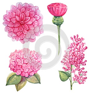 Barby pink watercolor flower set