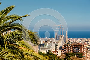 Barcelona cityscape overlook. Focus on palm tree.