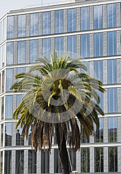 Barcelona (Spain): building and palm tree