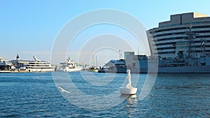 Barcelona, Spain, Europe.Large seagulls fly over sea water. A big yacht club with docked sailboats. Sun port with yachts