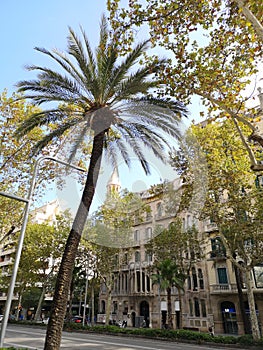 Barcelona, Spain, Palms, traveling, Diagonal Str.