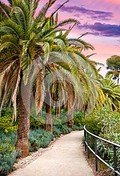 Barcelona, Spain. Park Guell. Palm tree