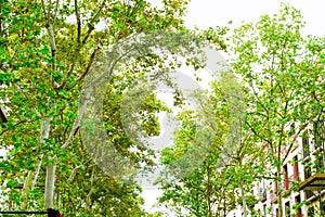 Barcelona, Spain. Trees in the Rambla  in summer