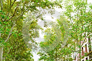 Barcelona, Spain. Trees in the Rambla  in summer