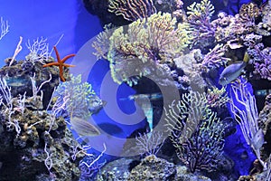 Barcelona, Spain - Under water in the Aquarium