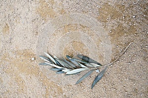 Barcelona Texture -Pebbles and Leaves